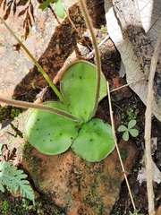 Pinguicula oblongiloba