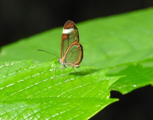 Mariposa alas de cristal rayada
