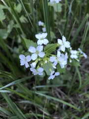 Cardamine cordifolia