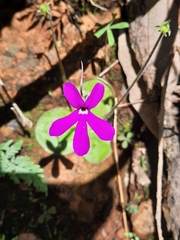 Pinguicula oblongiloba