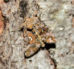 Autographa corusca