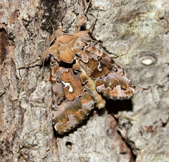 Autographa corusca