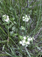 Cardamine cordifolia