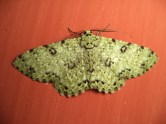 Lepidoptera
