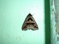 Tephriopis divulsa