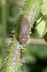 Agrypnus rectangularis