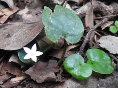 Geophila
