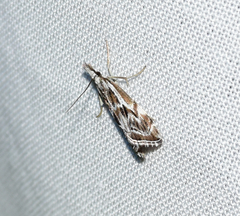 Catoptria oregonicus