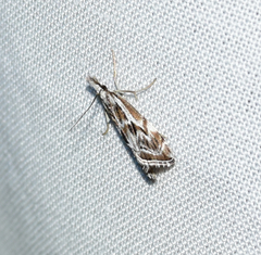 Catoptria oregonicus