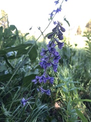 Delphinium × occidentale