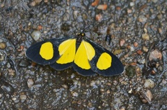 Cyllopoda jatropharia