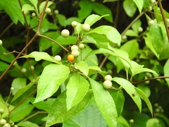 Lycianthes hypoleuca