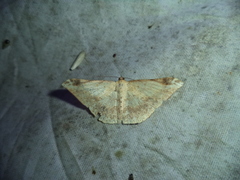 Lepidoptera