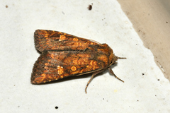 Hydroeciodes juvenilis