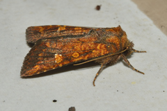 Hydroeciodes juvenilis