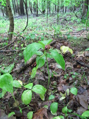 Trillium recurvatum