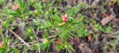 Darwinia procera