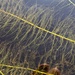 Farwell's Water-Milfoil - Photo (c) Nate Martineau, some rights reserved (CC BY-NC), uploaded by Nate Martineau