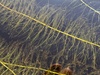 Farwell's Water-Milfoil - Photo (c) Nate Martineau, some rights reserved (CC BY-NC), uploaded by Nate Martineau