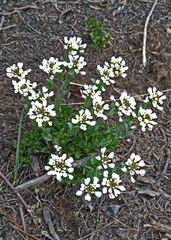 Noccaea fendleri