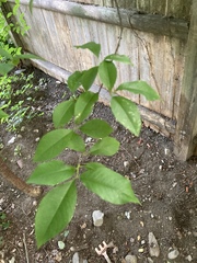 Prunus