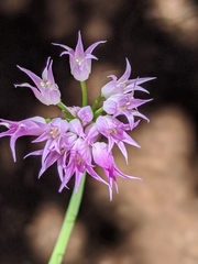 Allium brevistylum