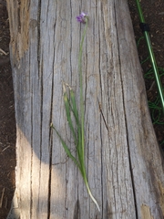 Allium brevistylum
