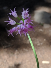 Allium brevistylum