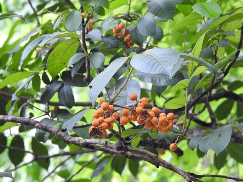 Trichilia martiana (Trichilia martiana)
