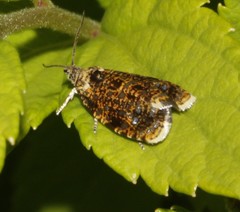 Olethreutes albiciliana