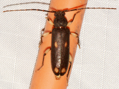 Tylonotus bimaculatus