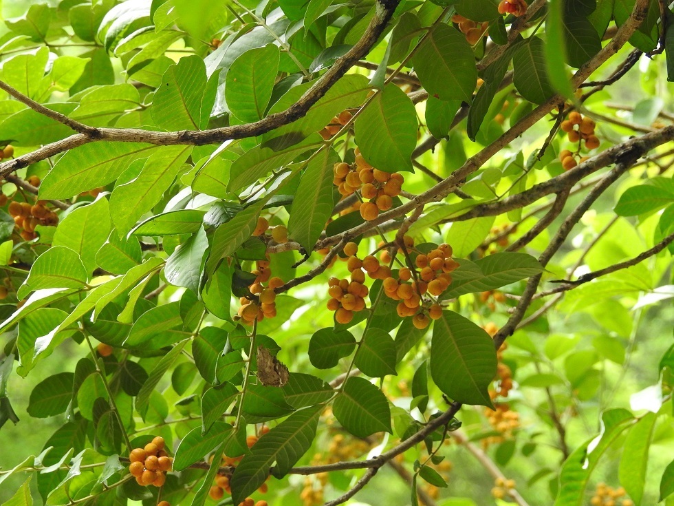 Trichilia martiana