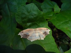 Lepidoptera