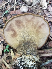 Polyporoletus sublividus