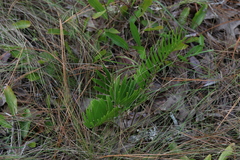 Zamia integrifolia image