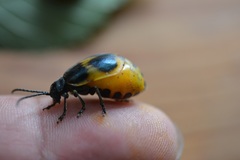 Monocesta ducalis