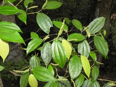 Piper neesianum