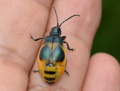 Monocesta ducalis