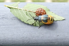 Monocesta ducalis