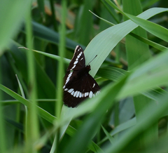 Limenitis lorquini ilgae
