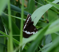 Limenitis lorquini ilgae