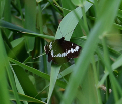 Limenitis lorquini ilgae