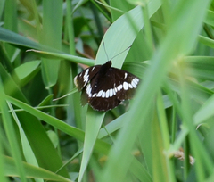 Limenitis lorquini ilgae