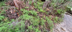 Gleichenia dicarpa