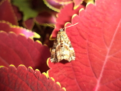 Callopistria flavitincta