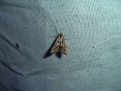Diasemia accalis