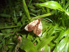 Dudgeonea leucosticta