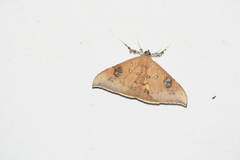 Rectipalpula billeti
