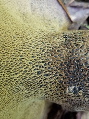 Polyporoletus sublividus