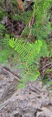 Gleichenia dicarpa